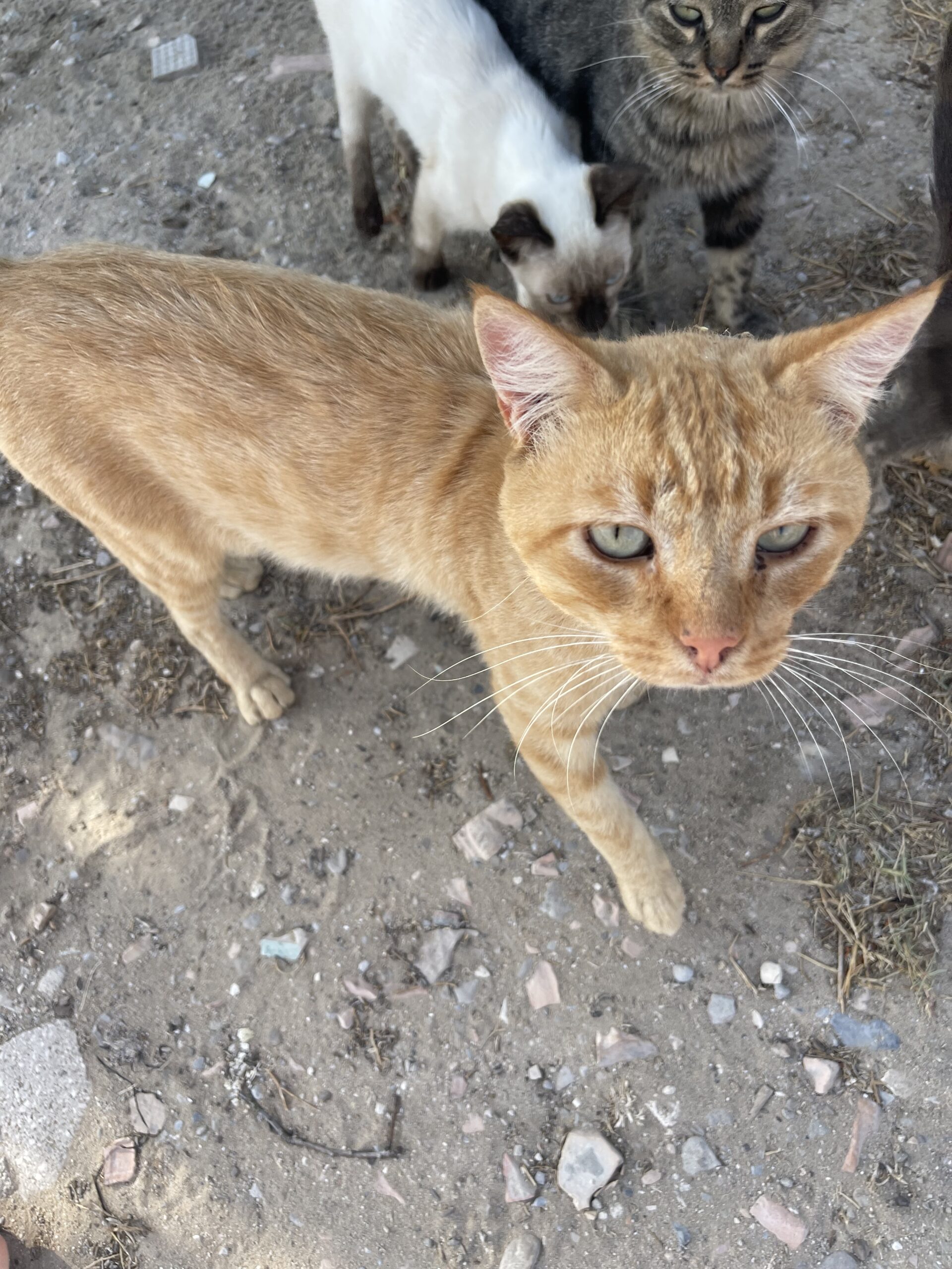 IMG_4095
